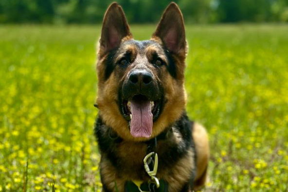 MAC MUTT'S TRAINING ACADEMY